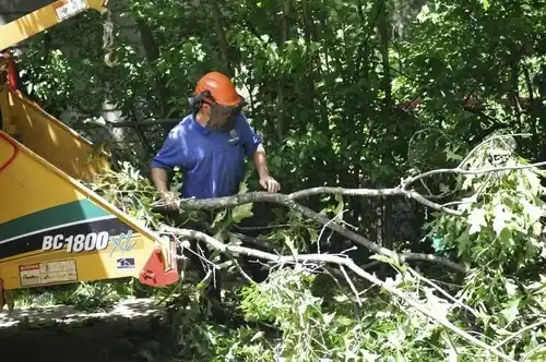 tree services Shelter Island Heights